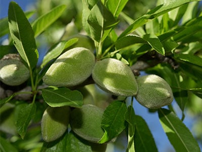 almonds-nature-400x300.jpg